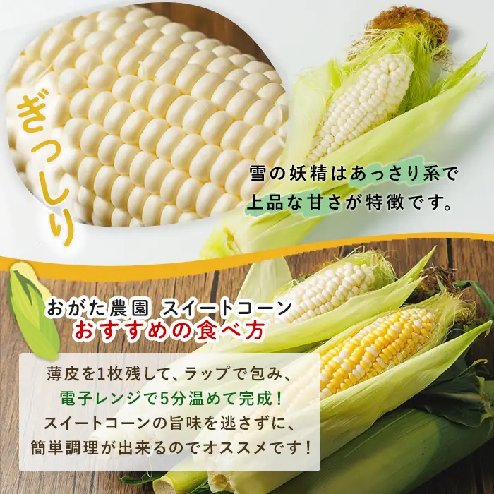ホワイトスイートコーン 雪の妖精 (10本)【2026年7月下旬以降発送予定】 北海道産 北海道 士別市 とうもろこし スイートコーン とうきび 野菜 産地直送 新鮮野菜 【おがた農園】【A7146】