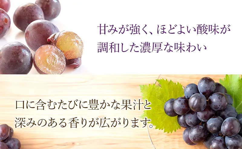 【2026年8月より順次発送】 ピオーネ 約300g×2パック（計約600g）合わせ房 若手農家応援 ぶどう ブドウ 果物 くだもの 旬のフルーツ 旬の果物 季節のフルーツ 季節の果物 静岡 浜松市