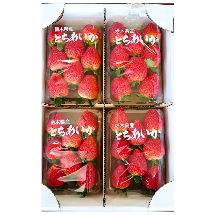 【先行予約】出会いの森いちご園 とちあいか （290g×4パック） | いちご イチゴ 苺 栃木県 果物 くだもの フルーツ とちあいか 新鮮 贈答 ギフト デザート スイーツ ※2026年12月～発送