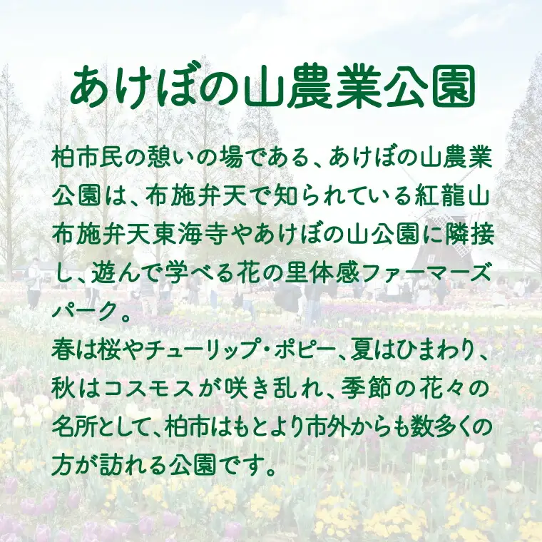 あけぼの山農業公園オリジナル野菜スイーツセット 〈 お菓子 スイーツ 詰め合わせ セット クッキー マドレーヌ フィナンシェ 洋菓子 焼菓子 おやつ ギフト プレゼント ねぎ ほうれん草 かぶ ご当地 〉