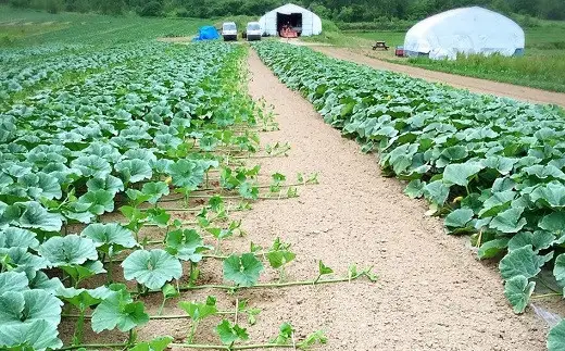 村長のひとりじめ（ＡＢＥ　ＦＡＲＭ）