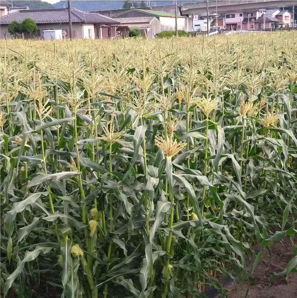 とうもろこし10本（9本+傷み保証本）