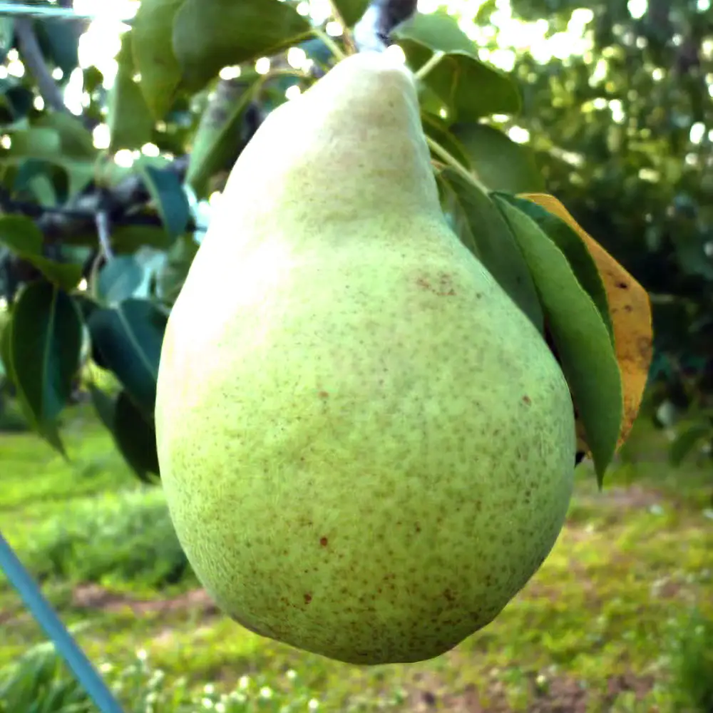 [2026年11月上旬発送]西洋なし（ラ・フランス）2kg（約6玉入り）　【07208-0812】