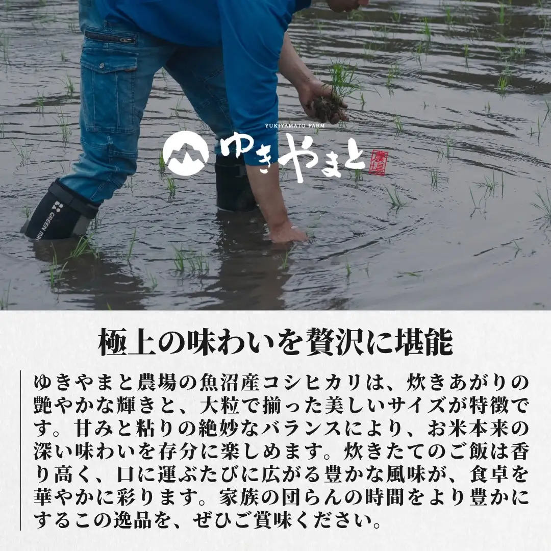 【12ヶ月定期便】令和8年産先行予約 魚沼産コシヒカリ  特別栽培 ゆきやまと 10kg(5kg×2袋) | 津南町 魚沼