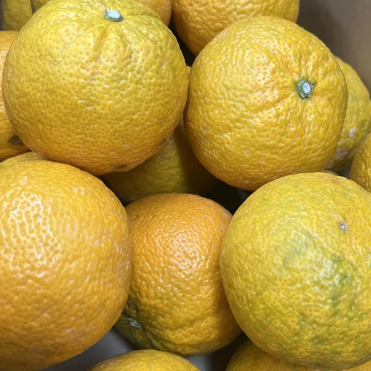 じゃばら 2kg (11～18玉)