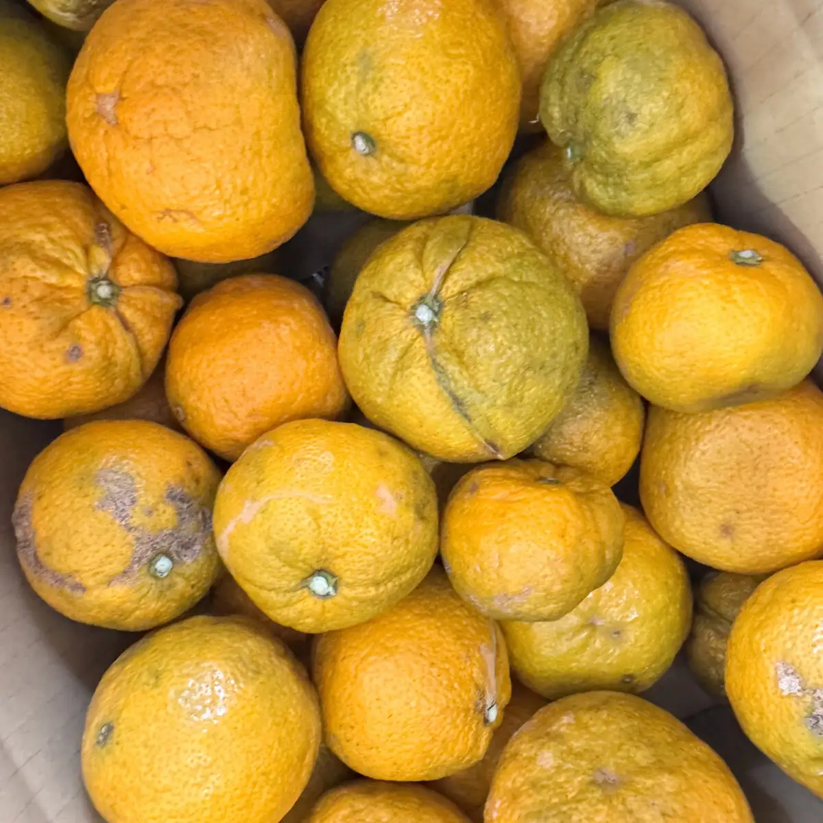 訳あり じゃばら 10kg (56～88玉)