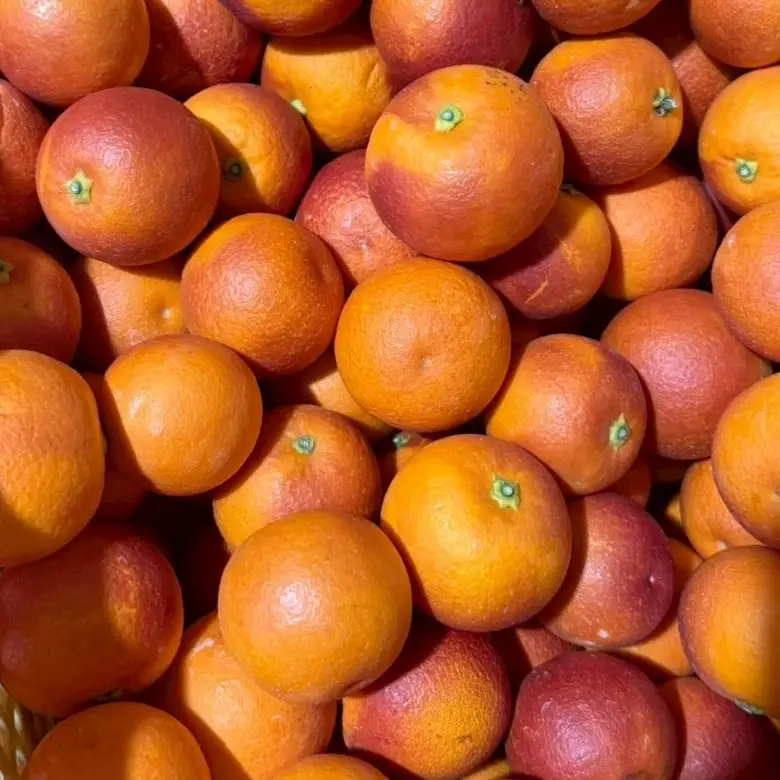 和歌山 有田 ブラッドオレンジ モロ 5kg