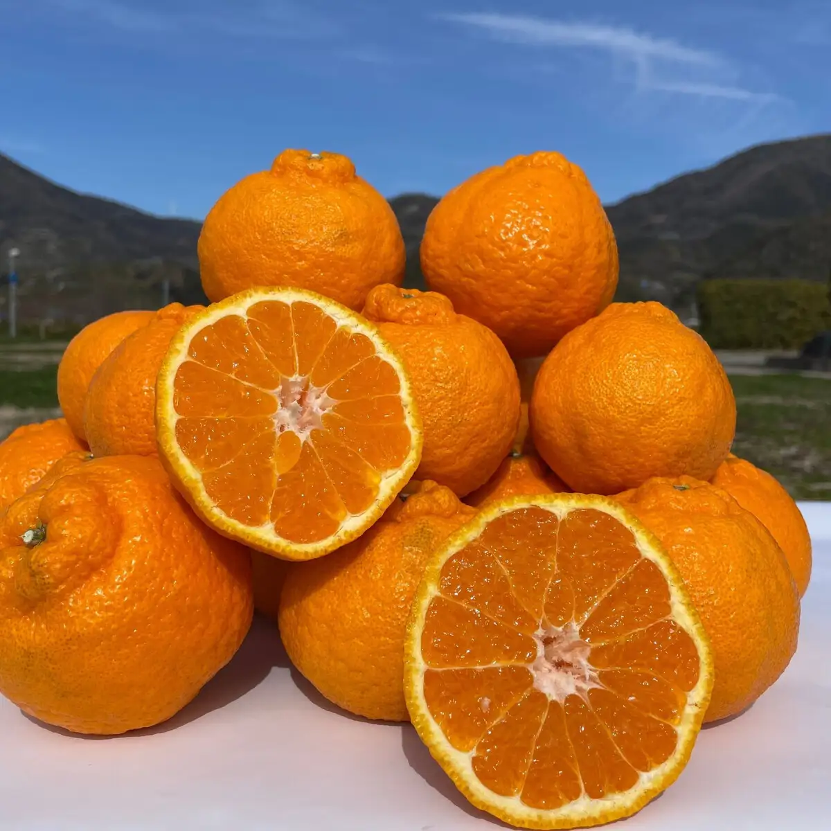 和歌山 有田 不知火 しらぬい 5kg