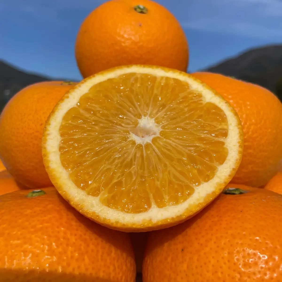 和歌山 有田 はっさく 5kg