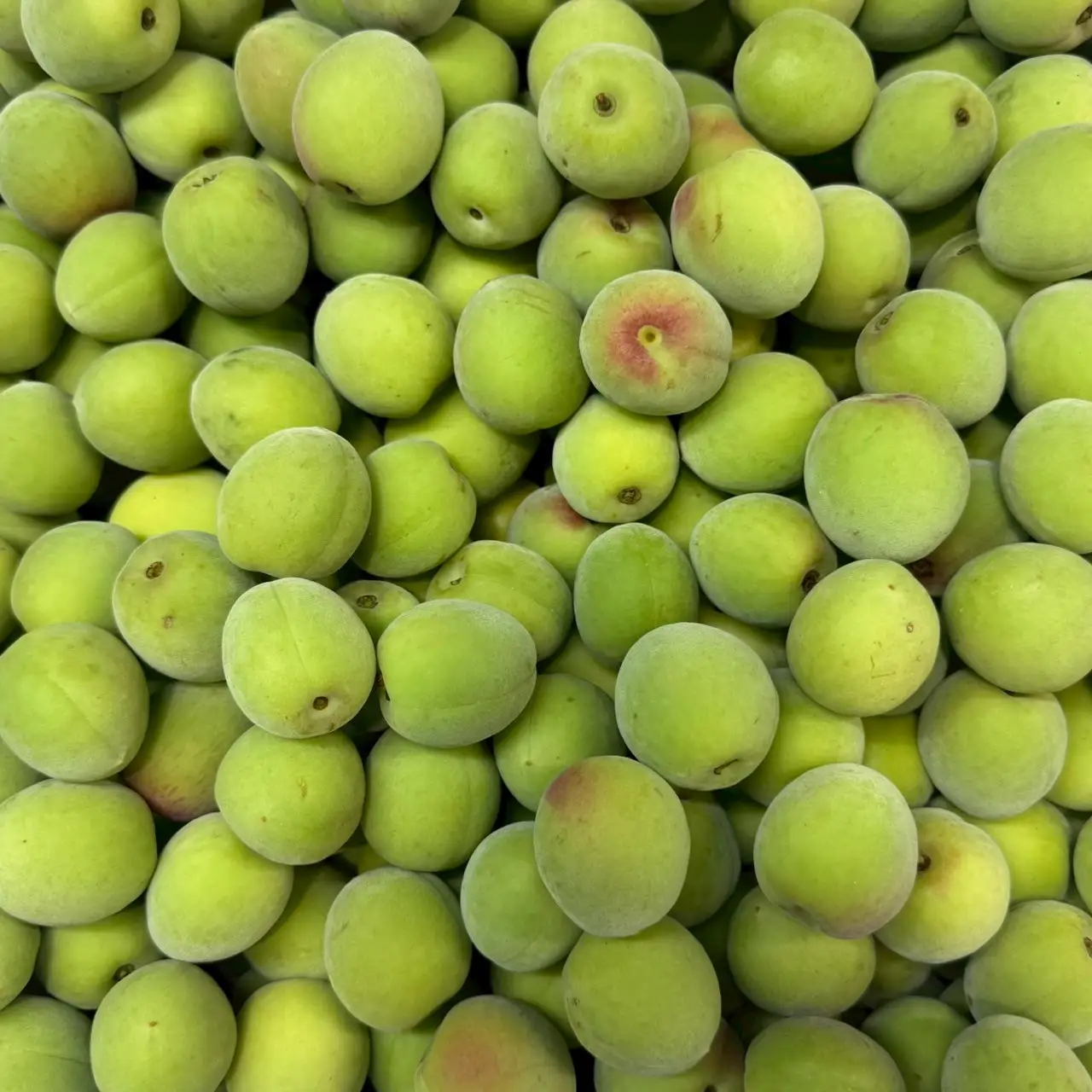 青梅 南高梅 3kg