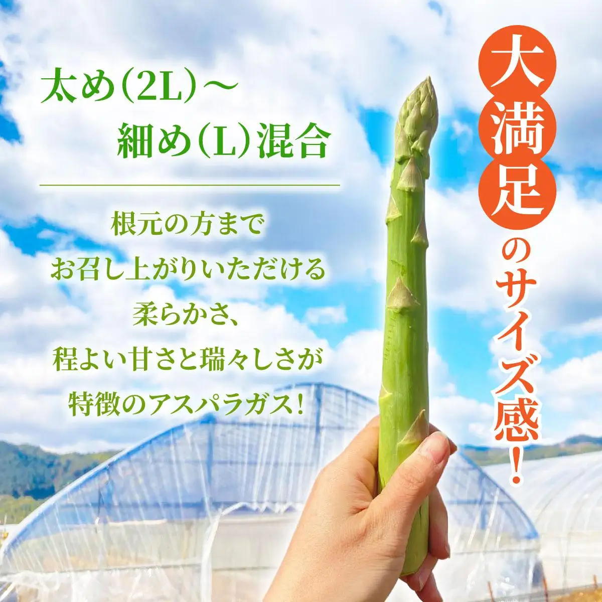 アスパラガス 1kg （6月下旬より発送）