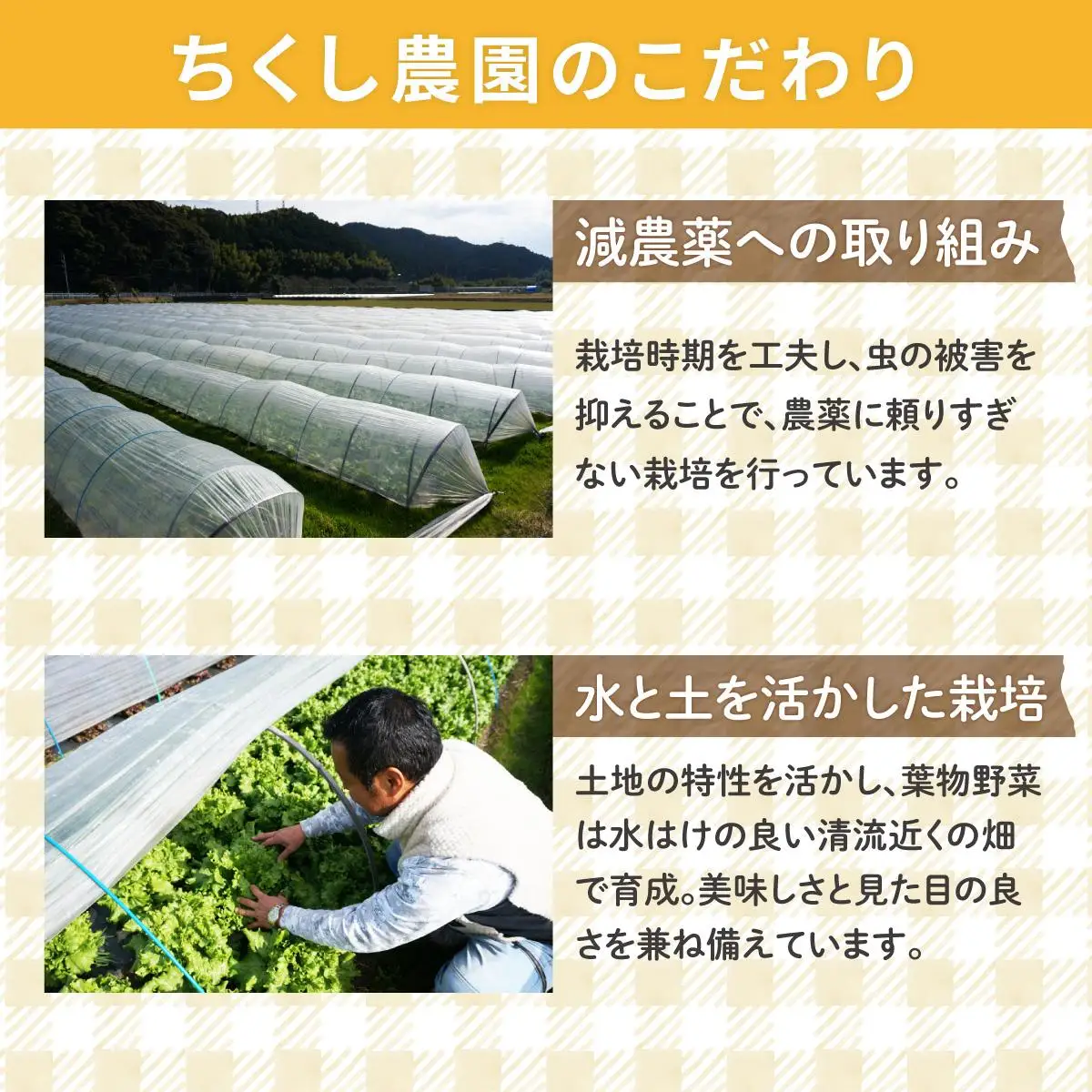 【先行予約】朝採れ スイートコーン 約5kg（10～12本入り）2026年5月末より発送