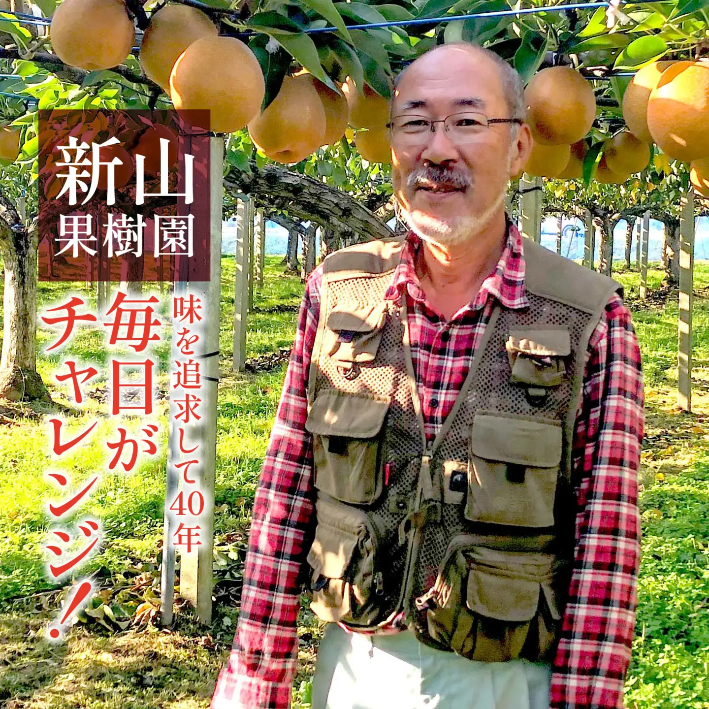 【先行予約】梨（あきづき）5kg　8玉～12玉 [A-014003] ※2026年9月中旬以降順次発送予定 / なし フルーツ 期間限定 送料無料　滑川市 富山県フルーツ 果物 くだもの なし 滑川市 新山果樹園