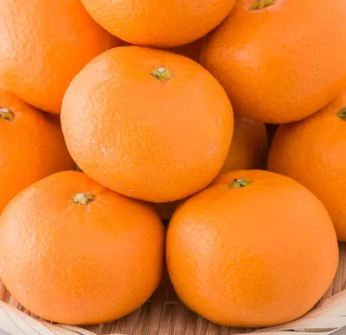 ハウスみかん ご家庭用 5kg 【7月下旬から順次発送予定】 みかん 人気 数量限定 柑橘 愛媛 伊予市｜D126