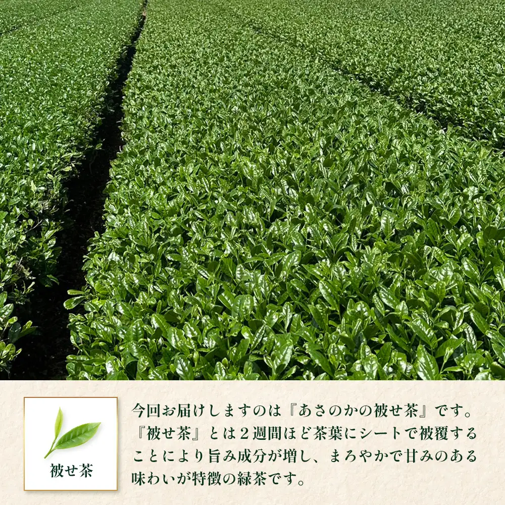 【2026年摘みたて！】新茶 ナナ茶 被せ茶 あさのか 80g×2パック RS-10｜お茶 茶 茶葉 お茶の葉 ケルセチン 緑茶 高級緑茶 高級 日本茶 鹿児島茶 国産 おしゃれ ブレンド茶 シングルオリジン 被覆栽培 鹿児島県 南大隅町 株式会社Re-Shine