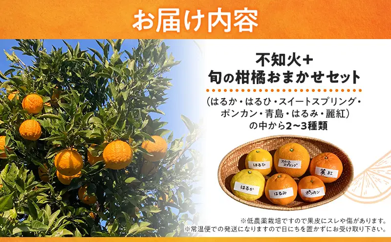 不知火 ＋ 旬の柑橘おまかせセット 2～3種類 5kg みかん ミカン セット 旬の果物 フルーツ 果実 はるか はるひ スイートスプリング ポンカン 青島 はるみ 麗紅 不知火 河津町 静岡県