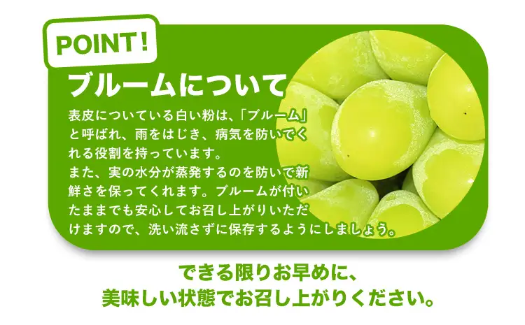 【先行予約】【2ヶ月定期便】黒ぶどう シャインマスカット 1kg マスカット フルーツ 果物 新鮮 《8月上旬-9月下旬頃出荷》熊本県 荒尾市産 目野果実直売所 巨峰 藤稔 ブラックビート ピオーネ　宝石　人気　おすすめ　葡萄