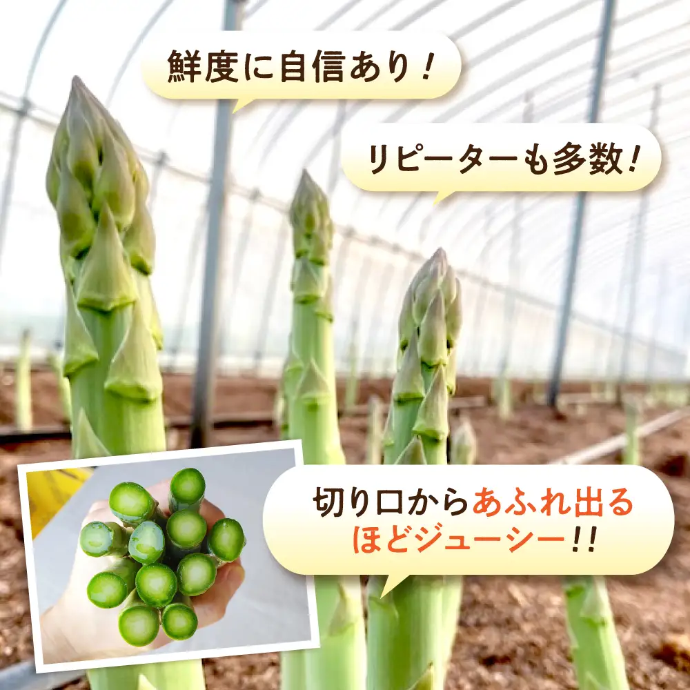 アスパラ 【2回定期便】 春芽＆夏芽 計2.0kg）[APAU005] アスパラガス