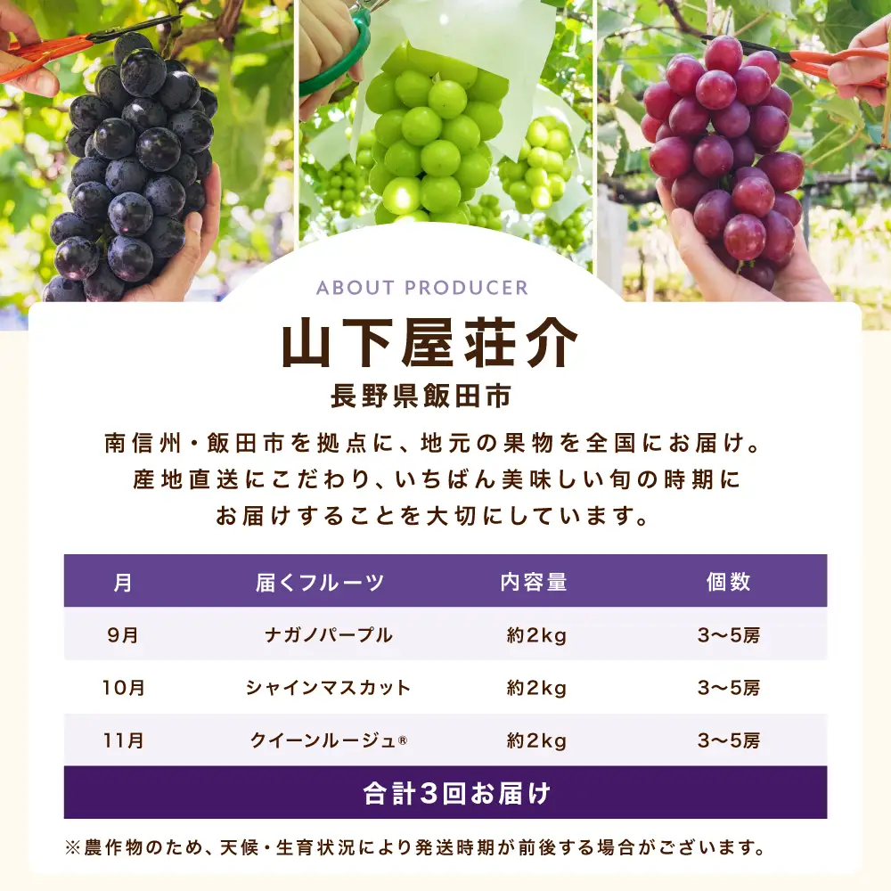 【定期便3回】長野県産 高級 ぶどう リレー便 ( 3ヶ月 )