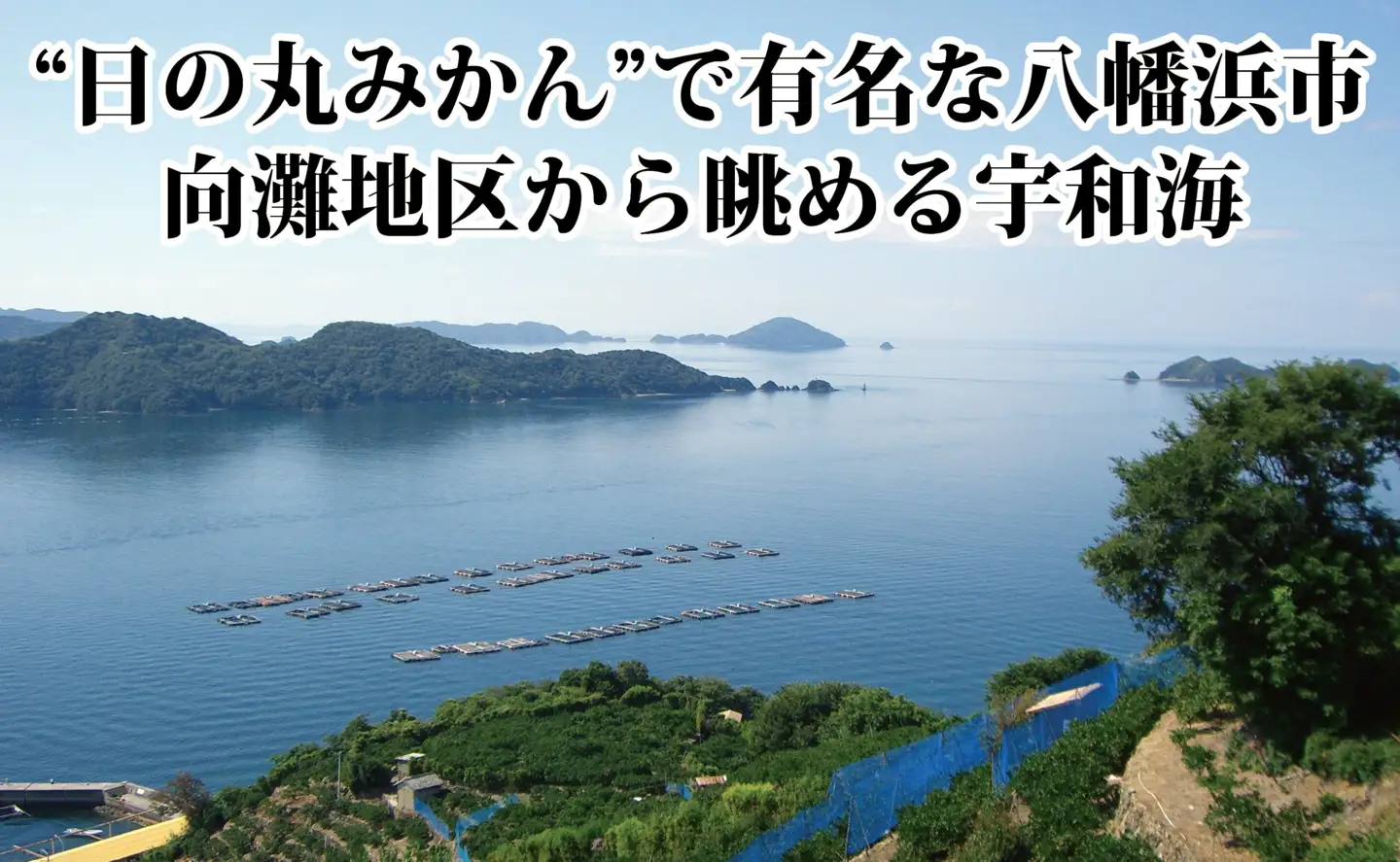 適度な潮風をうけ、太陽光、石垣、海の反射光を浴びて育った「天授蜜柑」約5kg【C39-45】【1243340】 YWTF023