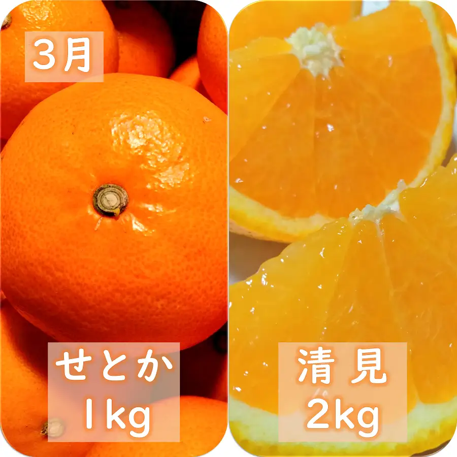 【発送月固定定期便】愛咲果樹園「冬の柑橘定期便」(1月～3月)全3回【F71-20】【4013391】 YWTS016