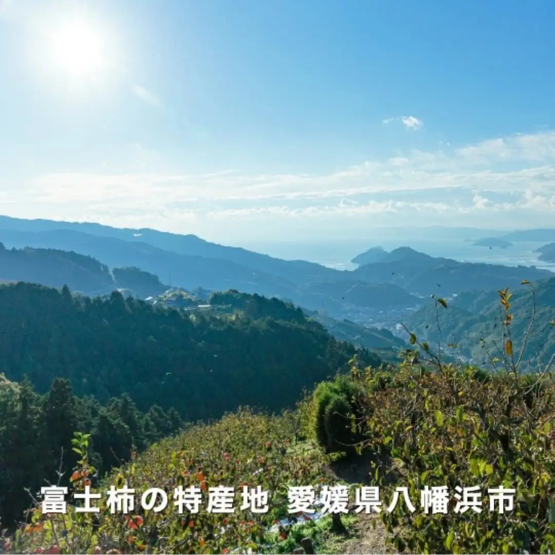 《八幡浜特産 国内最大級の 柿》 富士柿 10kg 種無し【訳あり】【F20-22】【1094601】 YWTI018