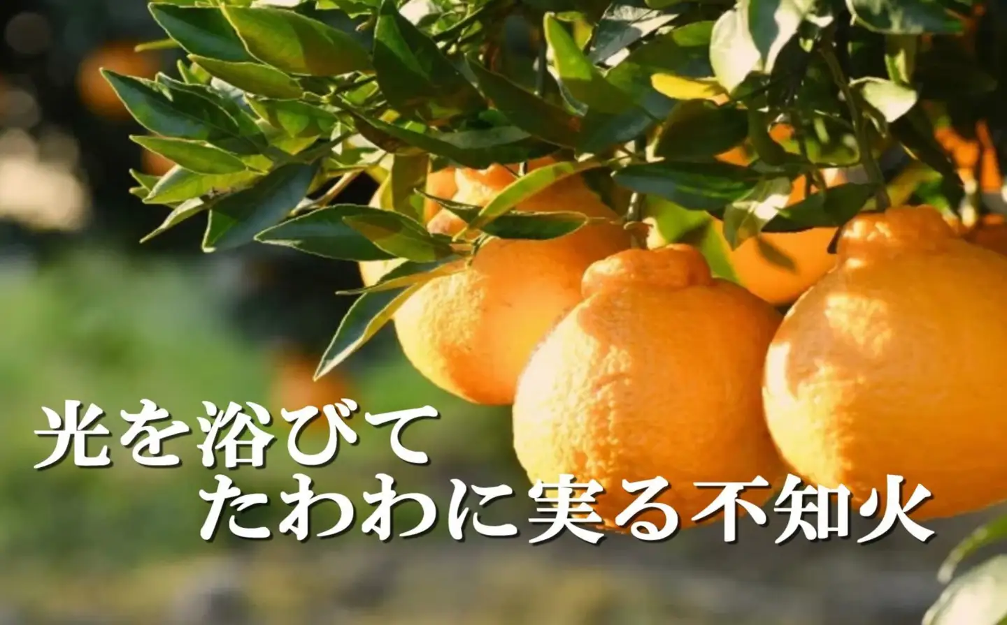 2027年2月～順次出荷　甘さと酸味の絶妙なバランス!はじける果肉「不知火」約2キロ【B39-75】【配送不可地域：離島】【1620481】 YWTF050