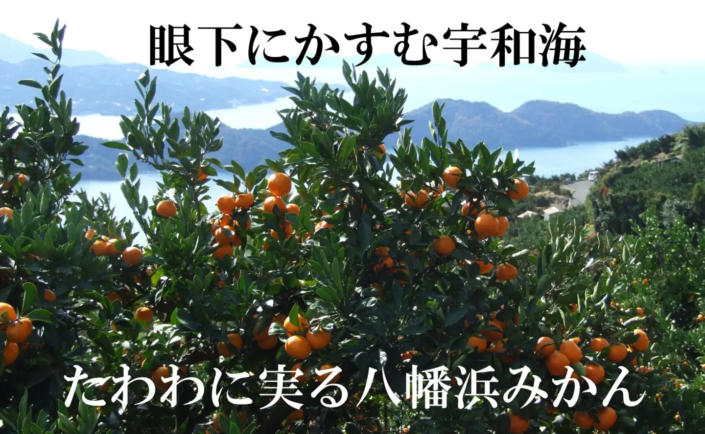 2026年11月～順次出荷　小粒・濃厚な味わい!!「八幡浜小玉っ子みかん」約3kg【A39-80】【配送不可地域：離島】【1639302】 YWTF055