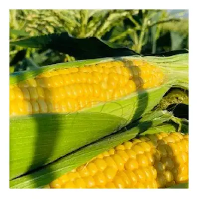 まるごととうもろこジャム☆3個セット【とうもろこし トウモロコシ ジャム 野菜 やさい 福岡県 筑前町】