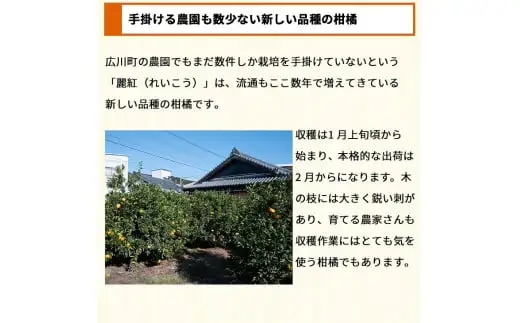 麗紅 れいこう 訳あり 5kg / オレンジ 甘い 家庭用 和歌山 有田 柑橘 ※2027年2月中旬〜3月下旬に順次発送 【krw012-c-5】