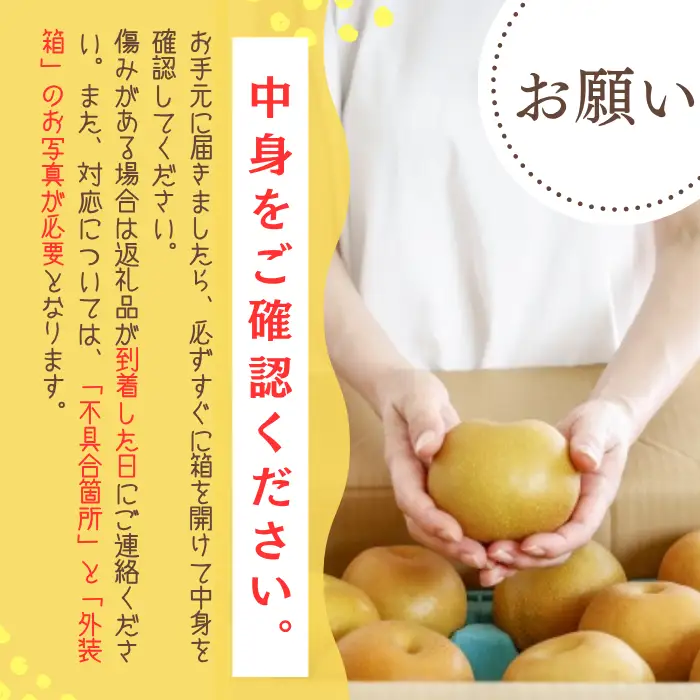 冷蔵発送 先行予約 梨 なし 船橋のなし 幸水 豊水 5kg おすすめ 千葉県 2026年発送 桜井農園