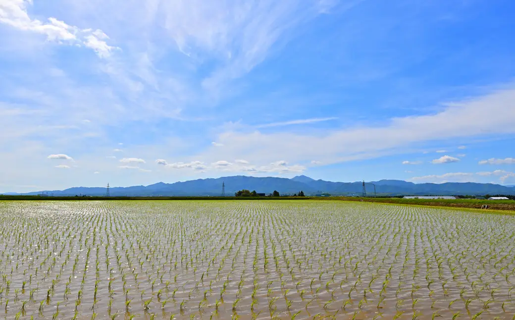 【定期便12回】北海道奈井江町　ななつぼし　10kg