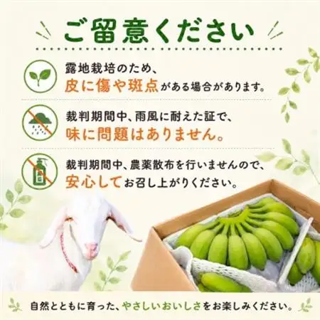 【2026年6月上旬から順次発送】今帰仁産のうみしおバナナ2kg【1732928】