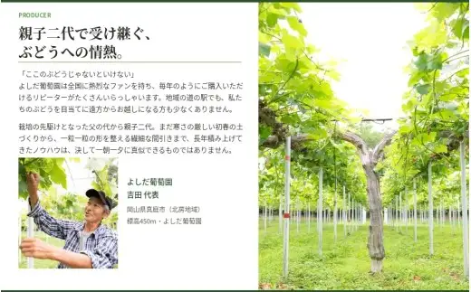 【2026年先行予約】 糖度18度以上！朝採れシャインマスカット 2kg (4房または5房) ぶどうの概念が変わる よしだ葡萄園の極上品【10月上旬～10月下旬頃に順次発送】 / ぶどう シャインマスカット 果物フルーツ 贈答品 贈り物 岡山県 真庭市【ysdb003】