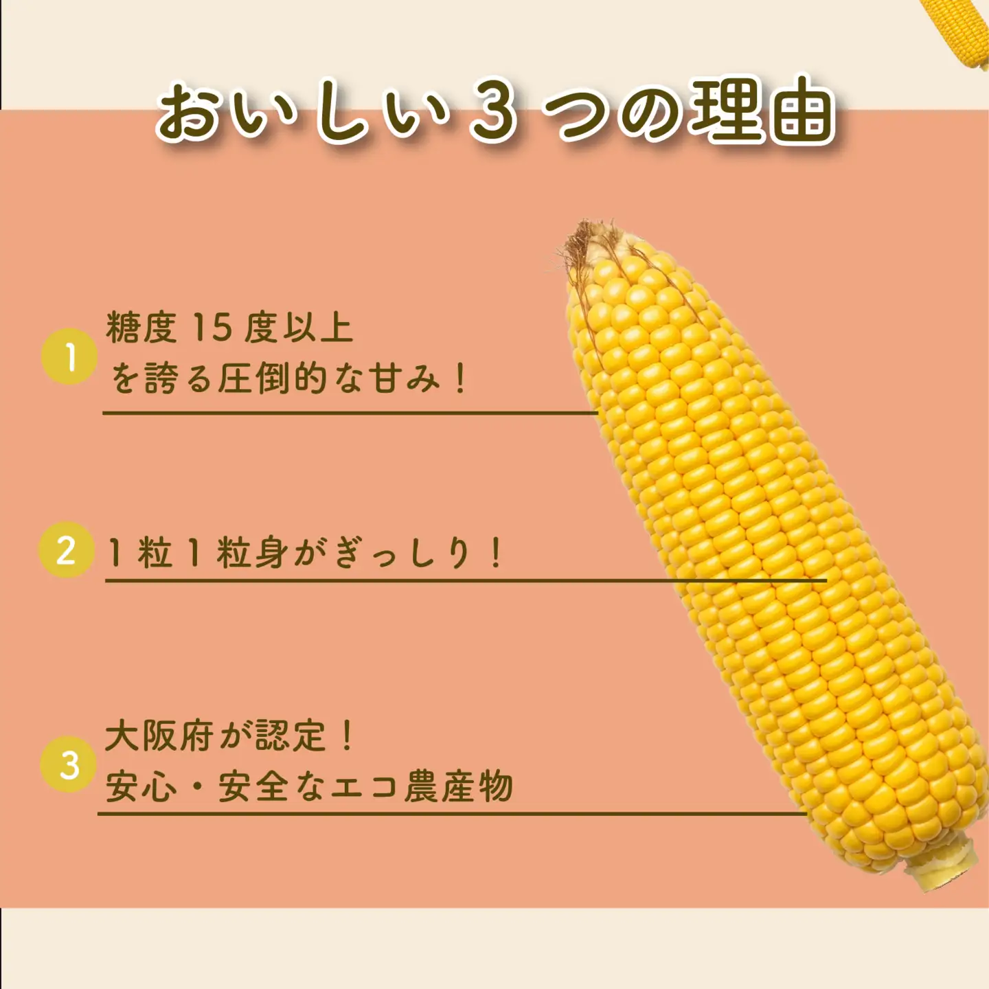 【先行予約】糖度15度以上 フルーツ級の甘さ とうもろこし スイートコーン 8本 有機肥料使用