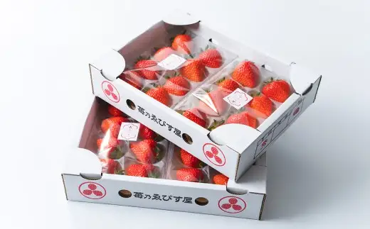 絶品いちご 「 苺粋晶 」 （ 恋みのり ） 4パック（ 250g × 4パック ） 苺 イチゴ いちご 果物 くだもの フルーツ ゆりかーご デザート ギフト プレゼント 贈答 国産 熊本県産 【2027年2月上旬発送開始】
