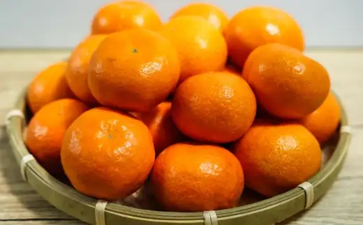 熊本県産 温州みかん 2.5kg みかん ミカン 柑橘類 柑橘系 甘さ 酸味 柑橘 国産 果物 くだもの フルーツ 【2026年11月上旬発送開始】