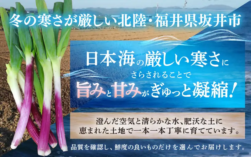 【先行予約】 期間限定 「紅白ねぎ」 紅ねぎと白ねぎ各1本 合計2本袋入り × 2袋 (合計4本) 【2026年12月上旬以降順次発送予定】 [A-2619]
