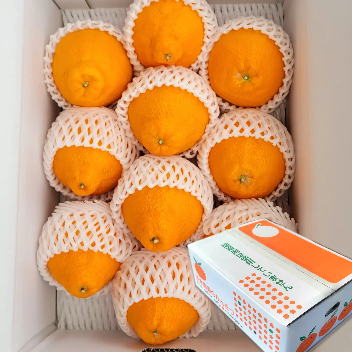 【でこぽんと同品種】 不知火 8～10玉入 デコポン 茨木農園