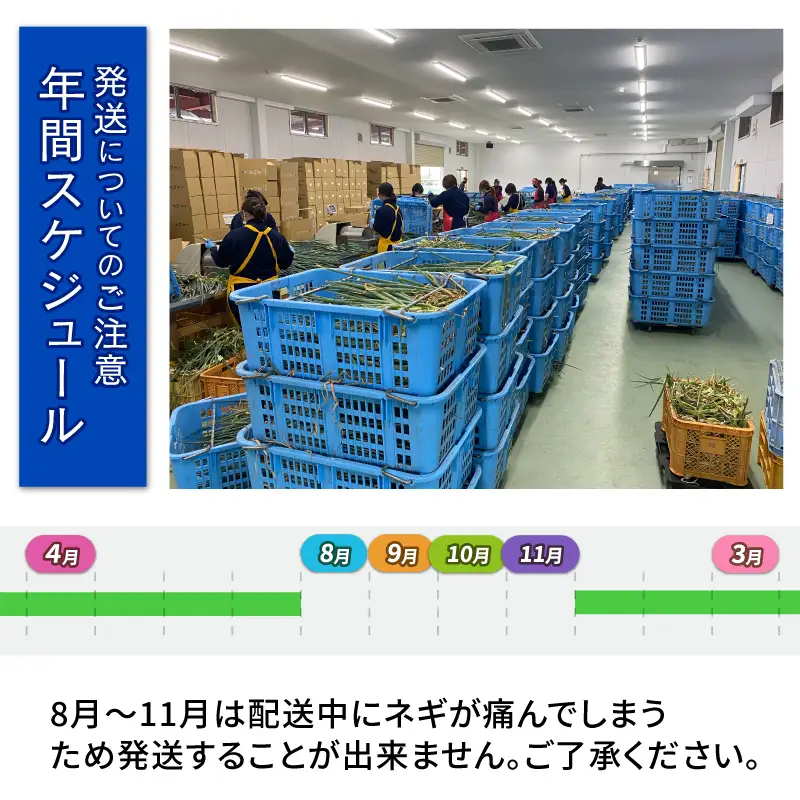 【12月~3月・7月のみ発送】 青ねぎ 5kg ネギ 葱 極上 薬味 国産