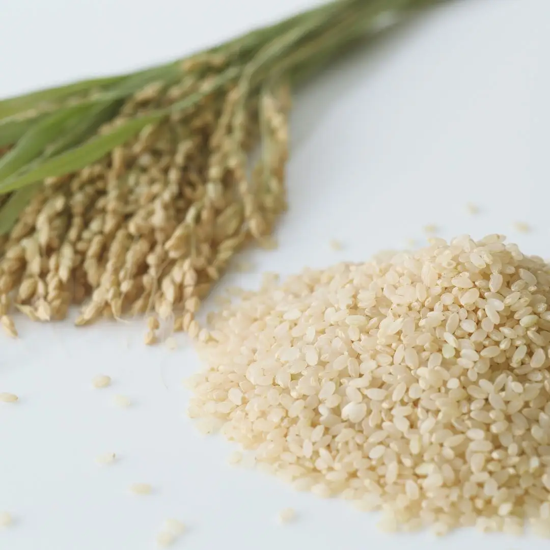 特別栽培米 コシヒカリ 玄米 10kg 新潟県産米 令和7年産 特別栽培米