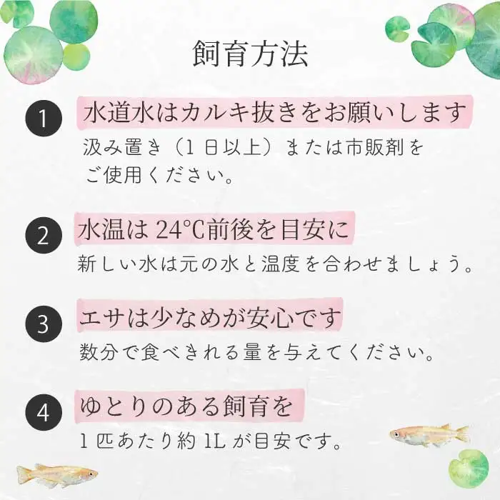 サンローズ 2匹（雄・雌 各1匹）めだか メダカ 飼育 生体 観賞魚 魚 ペット おまかせ ミックス おすすめ 水槽 インテリア 生物 鑑賞 熱帯魚 アクアリウム 熱帯 淡水魚 243009