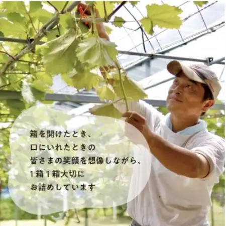 大粒葡萄の「藤稔」 大サイズ1房 厳選品 1房700g～ (岡山県産) ギフトにおすすめの人気葡萄!【配送不可地域：離島】【1721884】