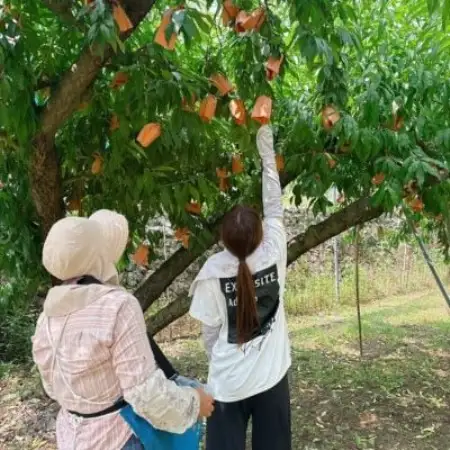 【先行受付|8月上旬頃より順次発送】岡山県ブランド『清水白桃』　約2kg(6~8玉)【配送不可地域：離島・北海道・沖縄県】【1726909】