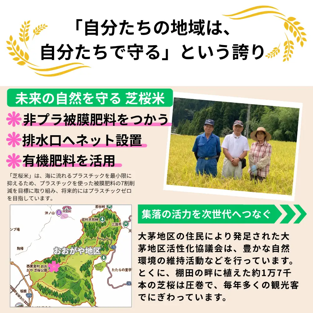 《先行予約 2026年10月発送》【3回定期便】白米 10kg 令和8年産 コシヒカリ 岡山 「おおがや 芝桜米」 G-ag-BFZA