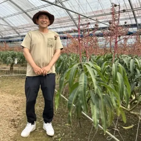 【2026年7月から順次発送・贈答用】富平農園のアーウィンマンゴー2kg(4～6玉)【配送不可地域：離島】【1726881】