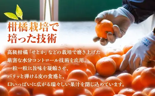 シャインマスカット 約1kg （2～3房） 【2026年8月上旬～下旬発送予定】 ぶどう 果樹園 香り くだもの 果物 果実 フルーツ 葡萄 ブドウ マスカット 果汁 甘み 酸味