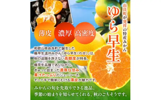  完熟ゆら早生みかん☆贈答用☆ 2kg / 和歌山県 柑橘 みかん 甘い 蜜柑 フルーツ 果物 くだもの 食品 人気  晩柑 おすすめ 送料無料 産地直送 由良町 ※ 2026年11月上旬頃から11月中旬頃に順次発送予定【kzmn004-kan-2】