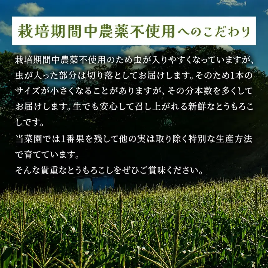 【栽培期間中農薬不使用・無化学肥料・無家畜性肥料で育てた】 朝採り とうもろこし 約4kg ( 10～15本 )【2026年7月下旬～発送】
