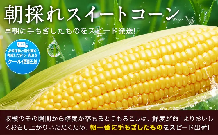 とうもろこし 15本 とうもろこし【着日指定不可】